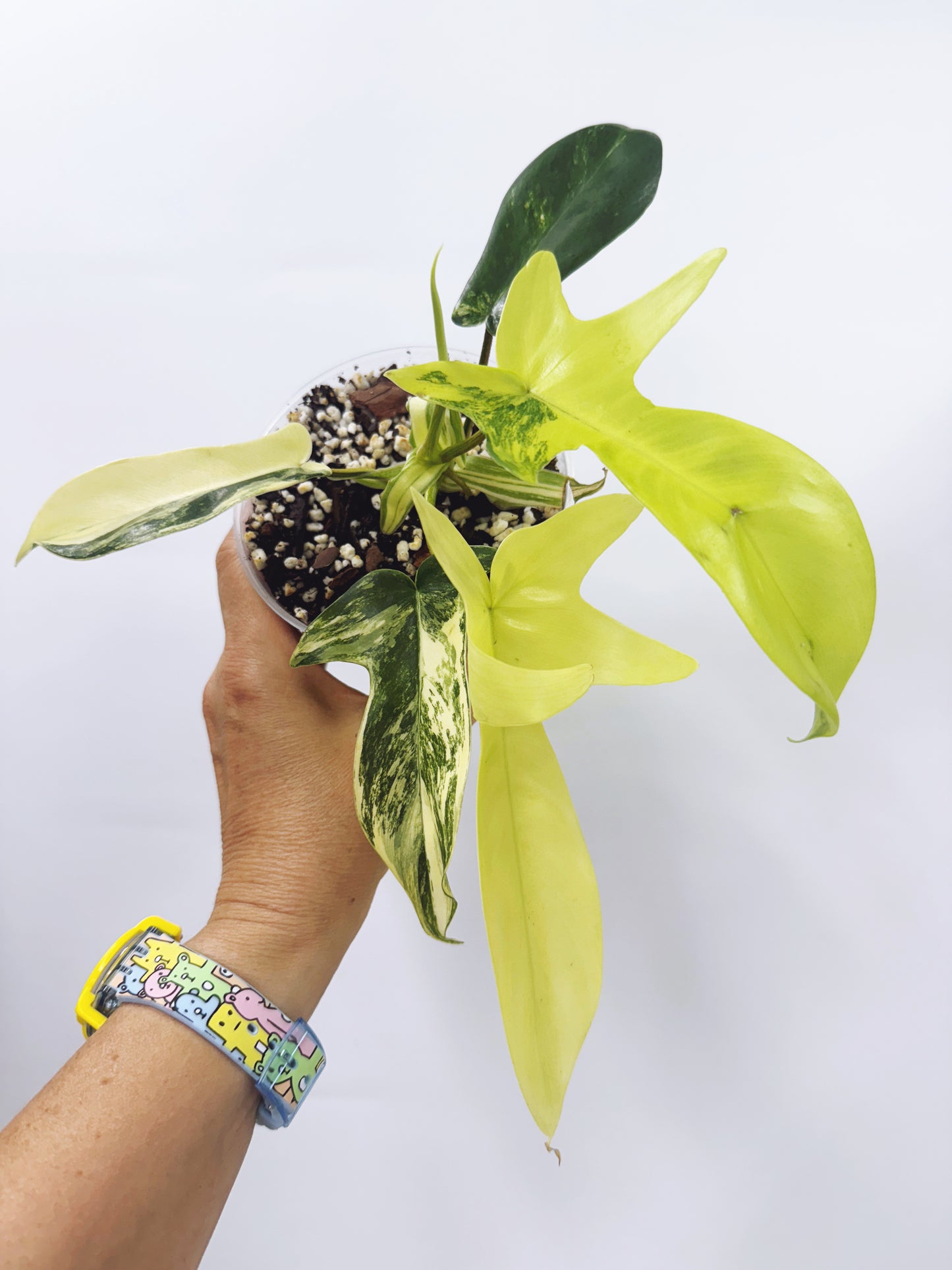 Philodendron florida beauty
