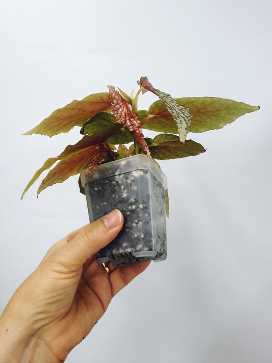 Begonia white ice