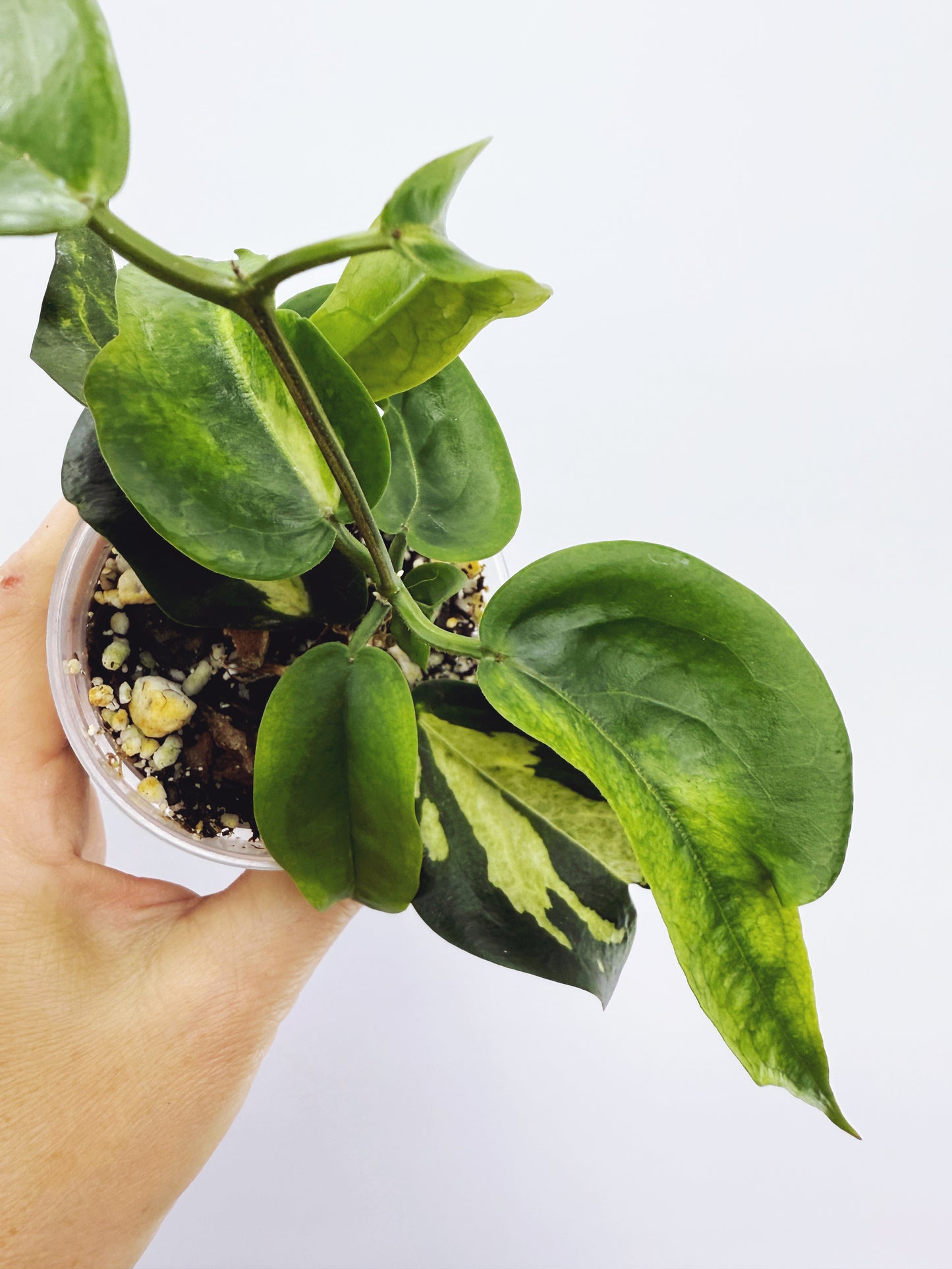 Hoya kenejiana variegata