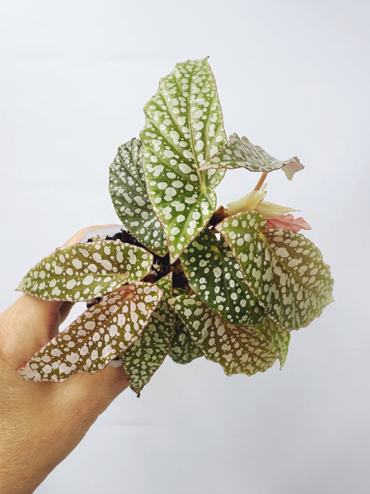 Begonia white ice