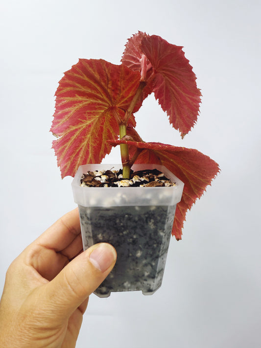 Begonia brevirimosa ssp exotica