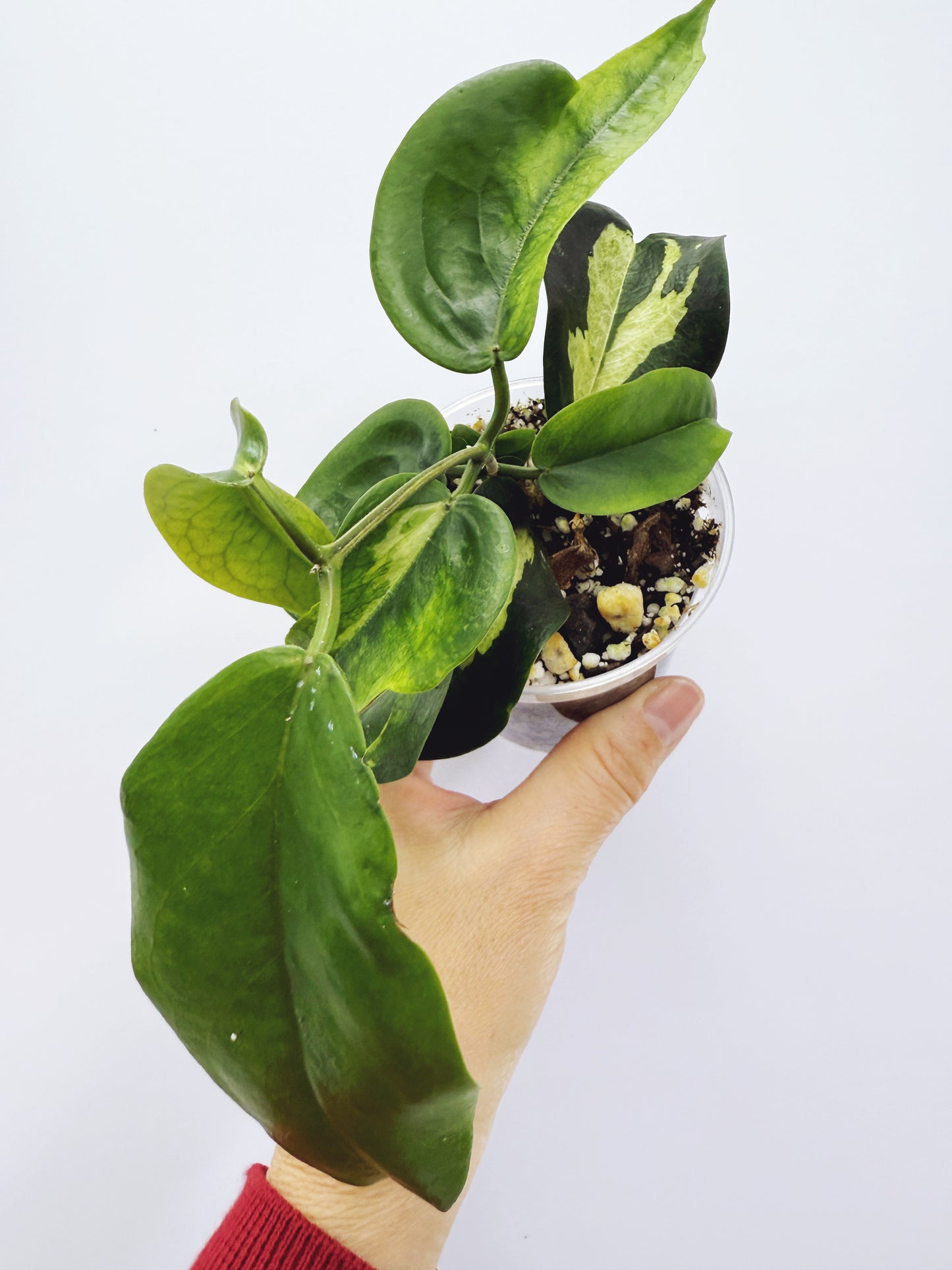 Hoya kenejiana variegata