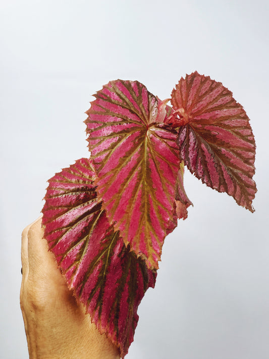 Begonia brevirimosa ssp exotica