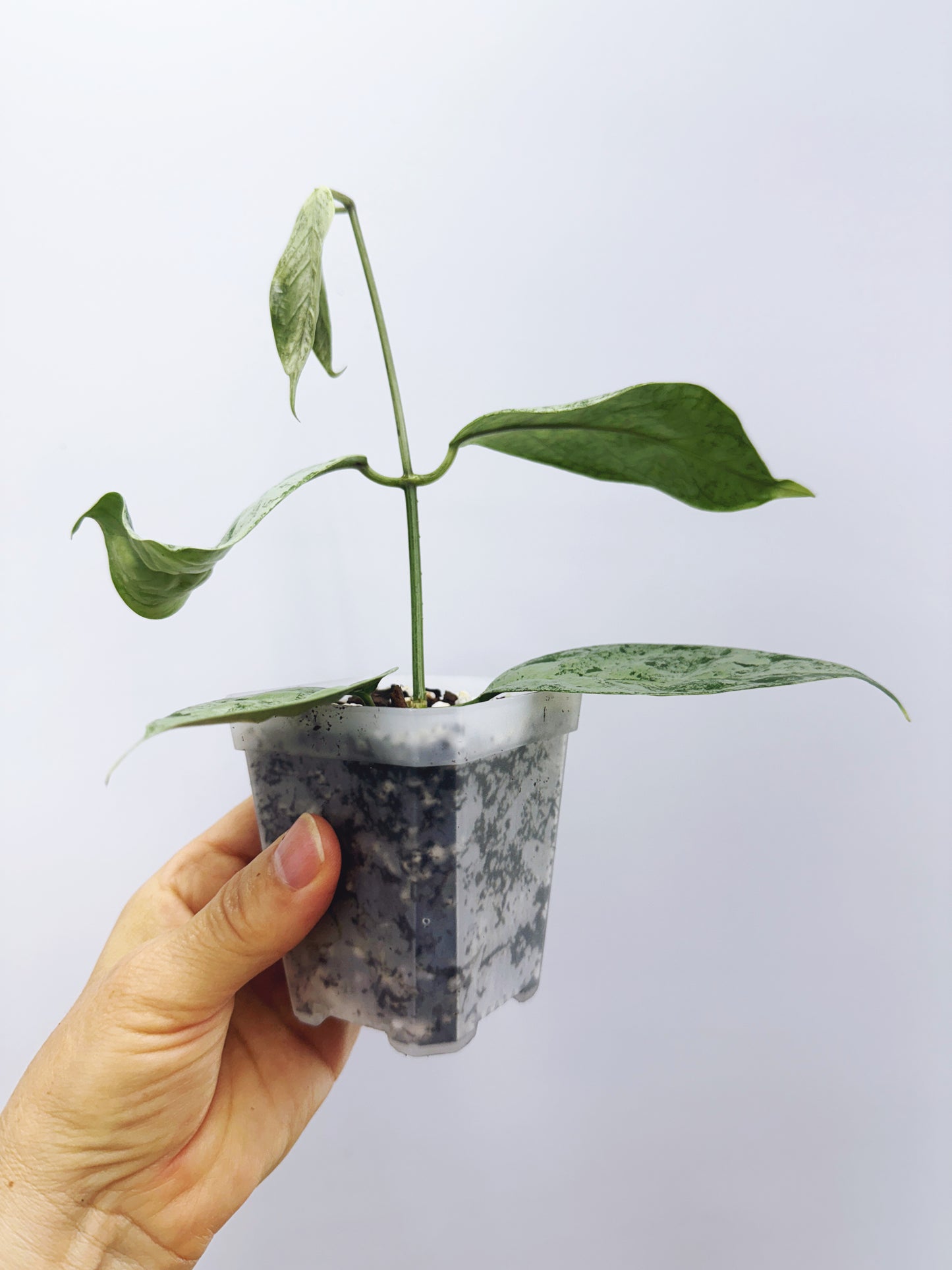 Hoya coriacea silver