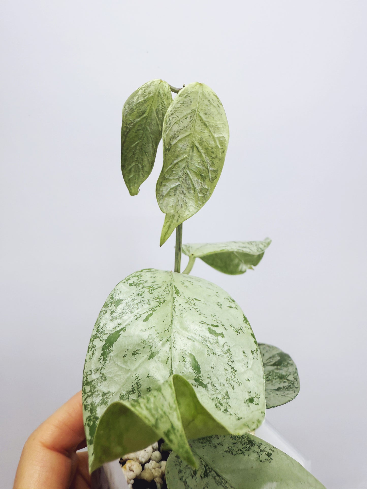 Hoya coriacea silver