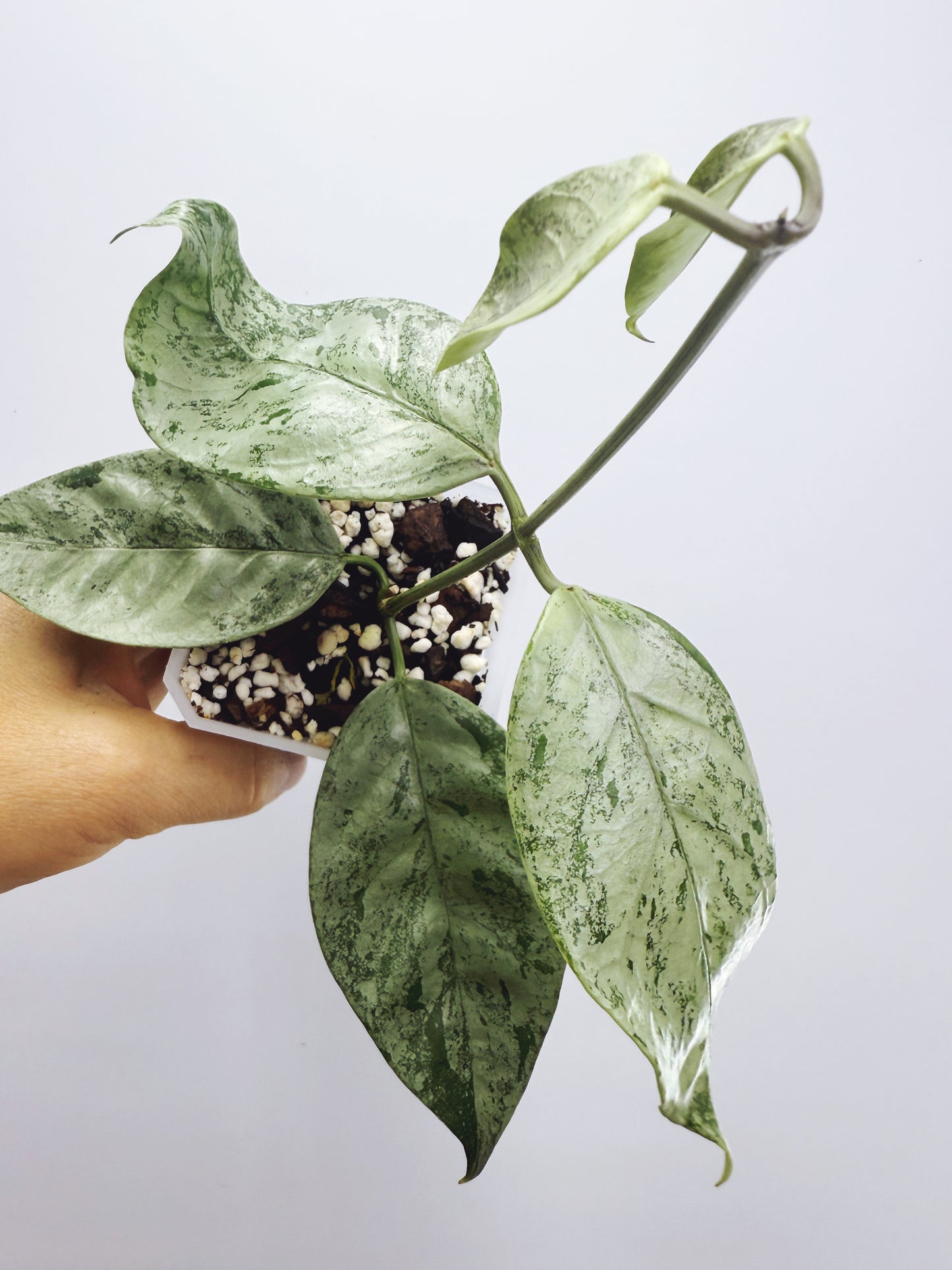 Hoya coriacea silver