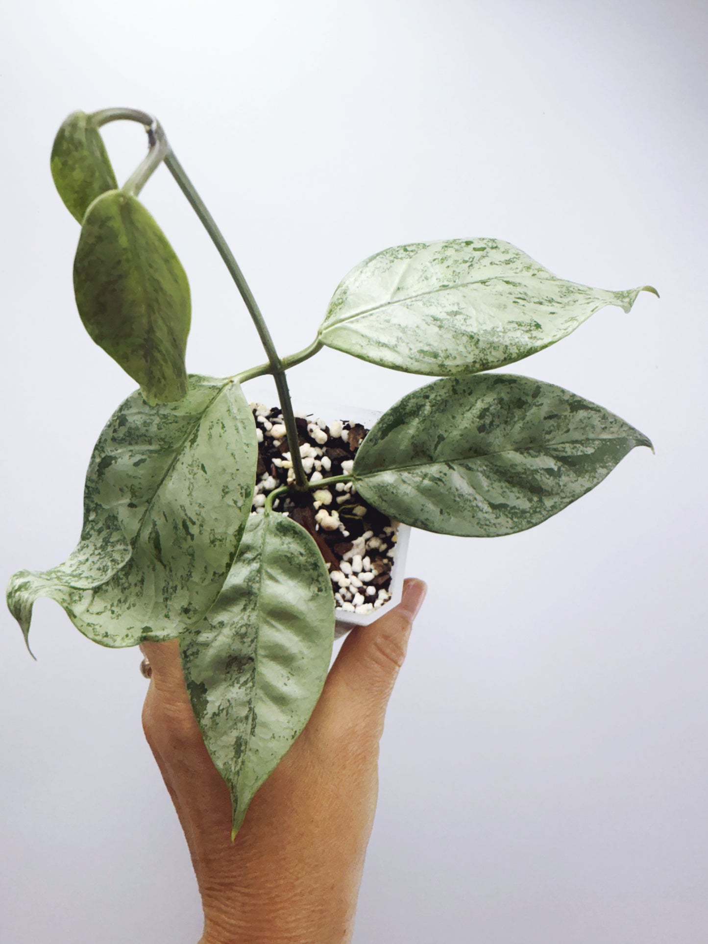 Hoya coriacea silver