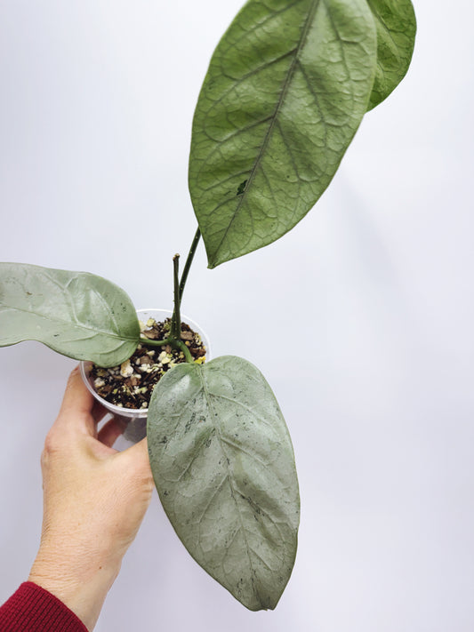 Hoya coriacea silver