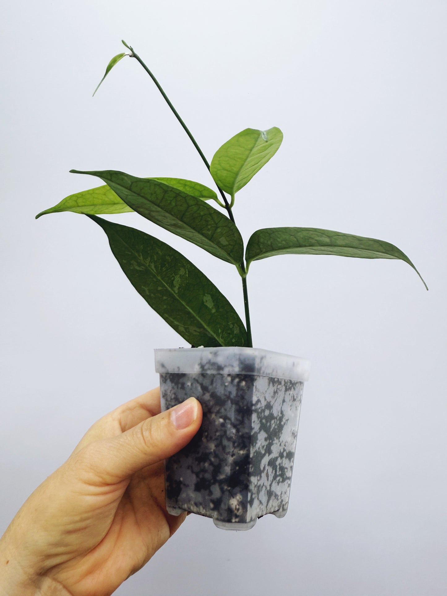 Hoya campanulata splash