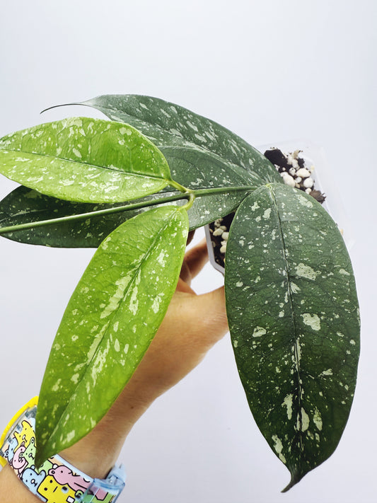 Hoya campanulata splash
