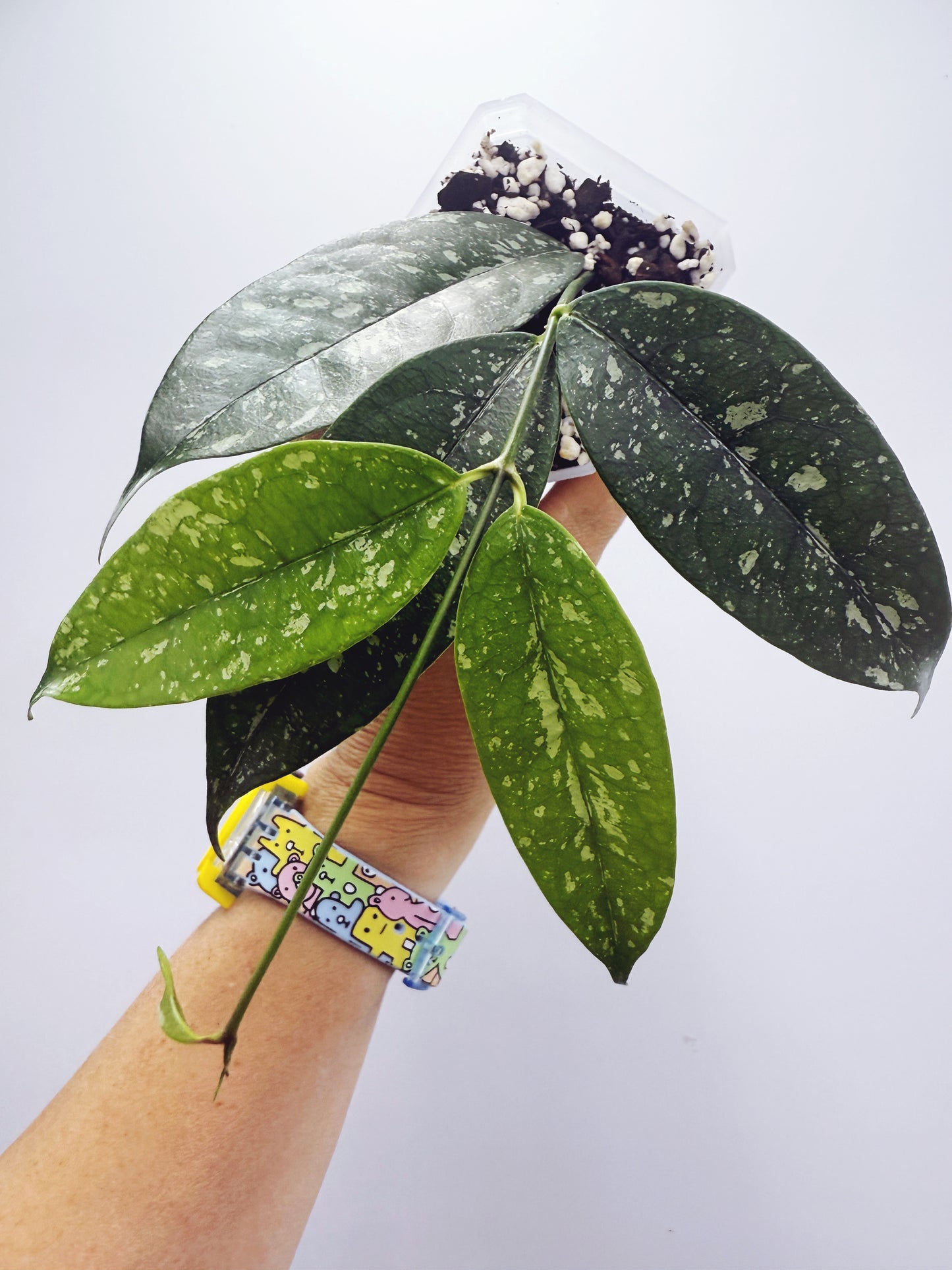 Hoya campanulata splash