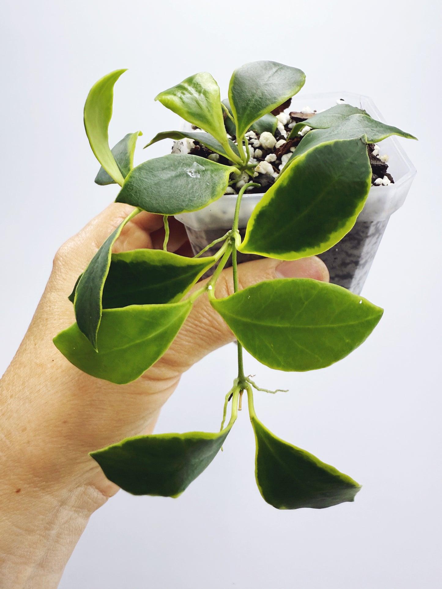 Hoya heuschkeliana albomarginata