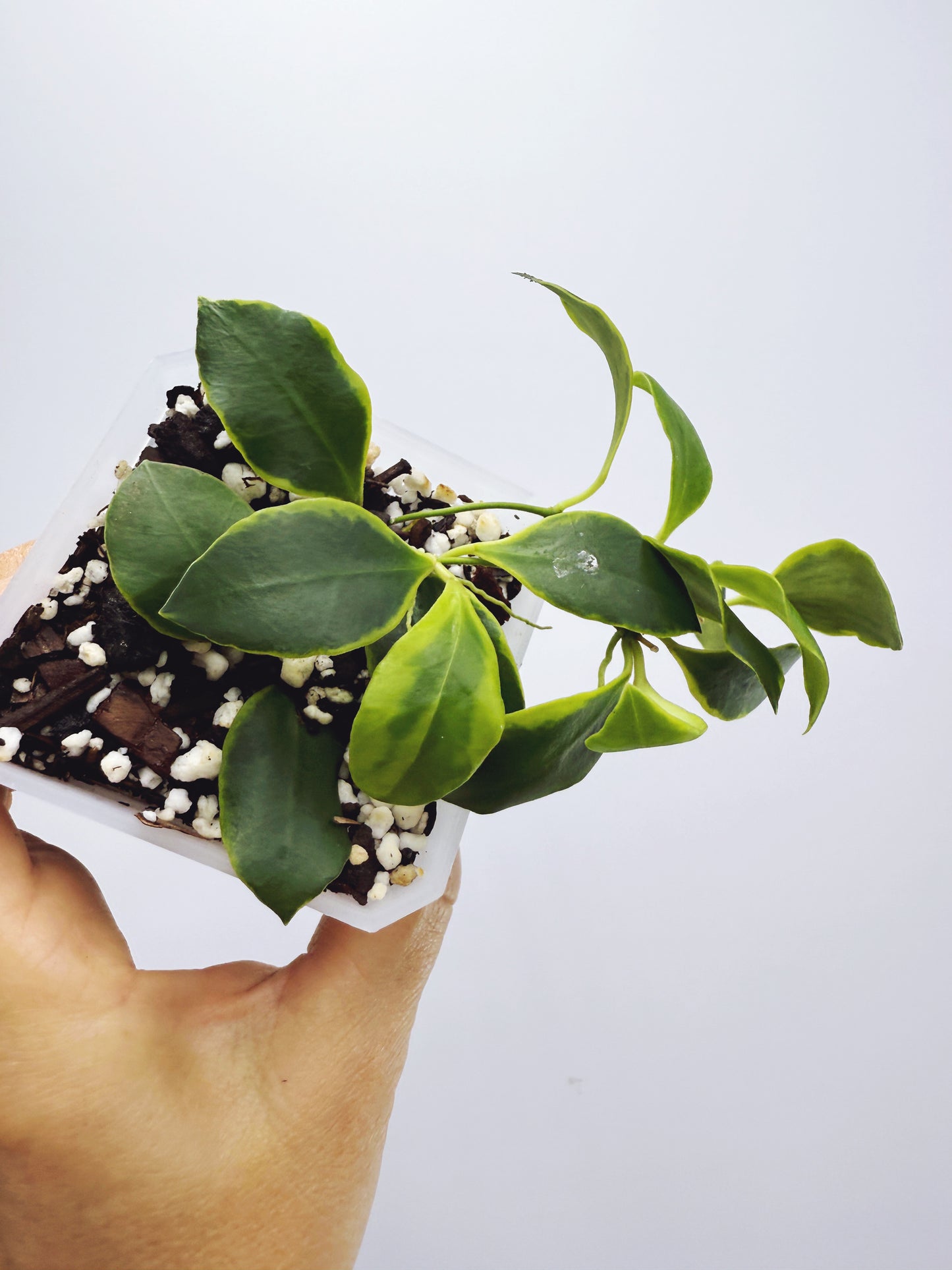 Hoya heuschkeliana albomarginata