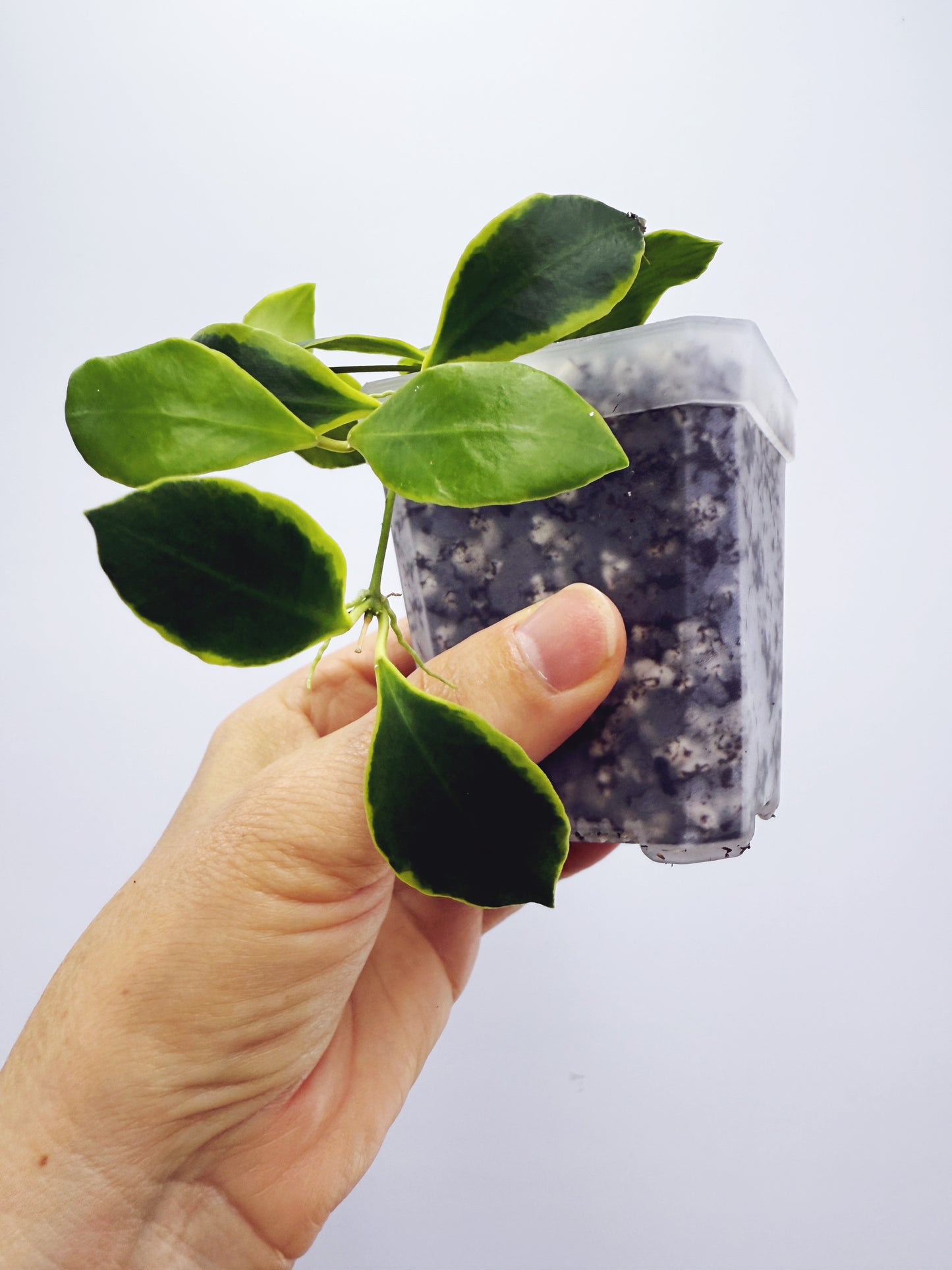 Hoya heuschkeliana albomarginata