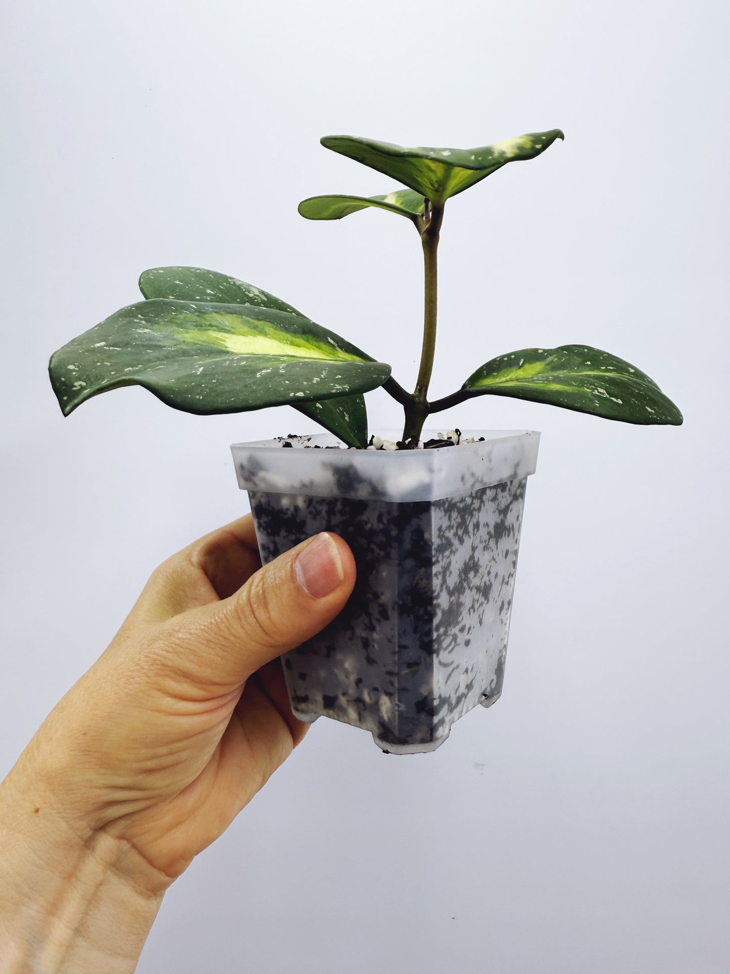 Hoya obovata variegated