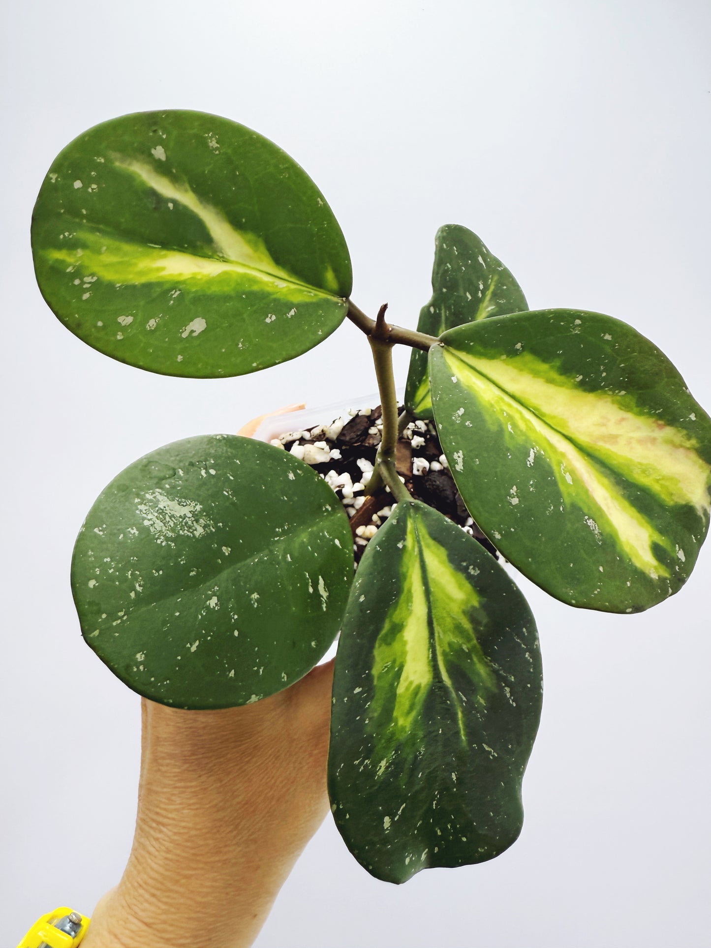 Hoya obovata variegated