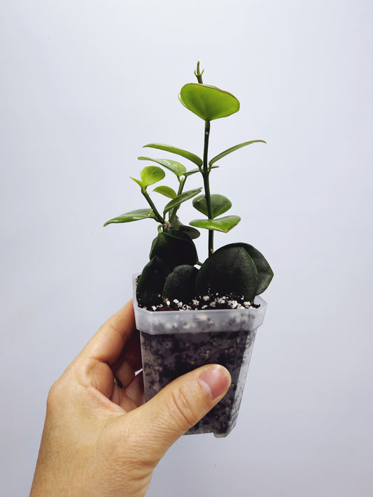 Hoya biakensis splash