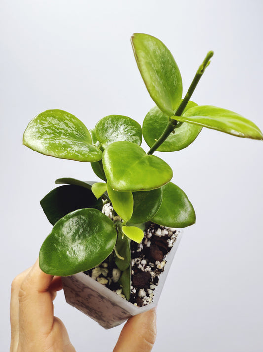 Hoya biakensis splash