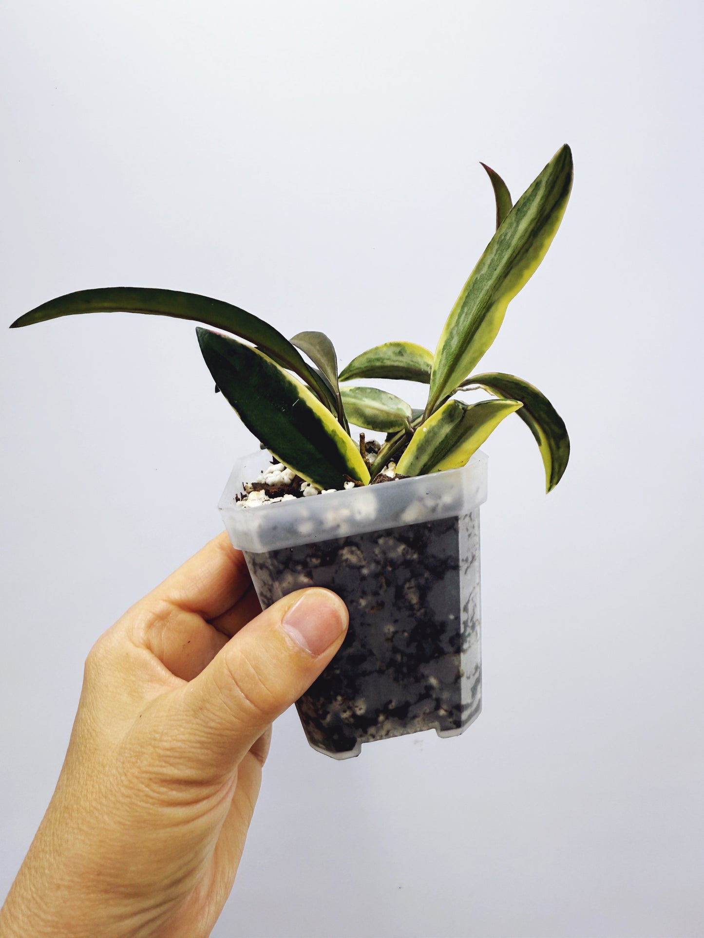 Hoya kentiana lori lyn
