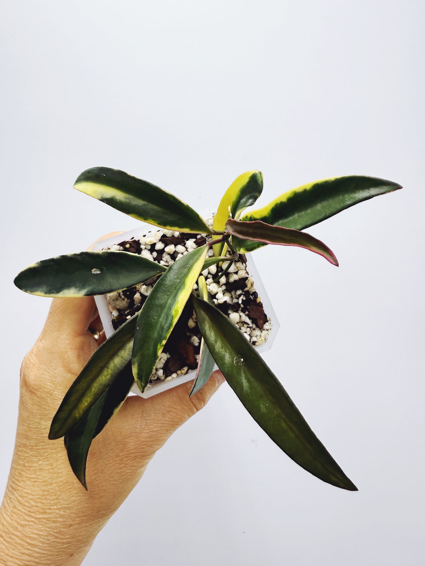 Hoya kentiana lori lyn
