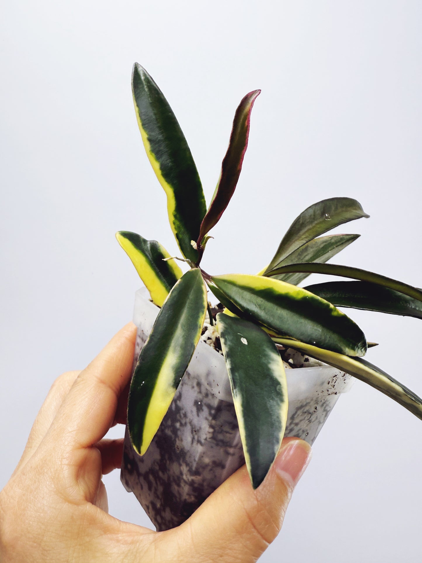 Hoya kentiana lori lyn