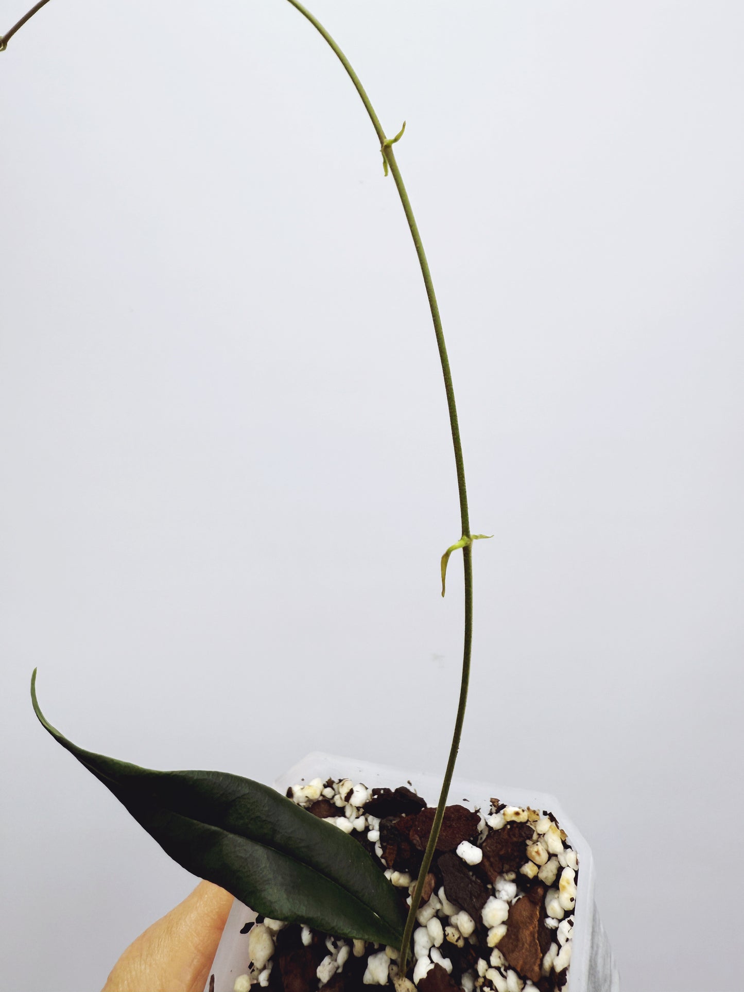 Hoya paradisea