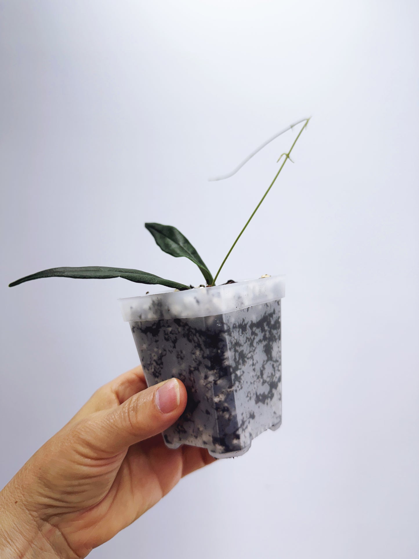 Hoya paradisea