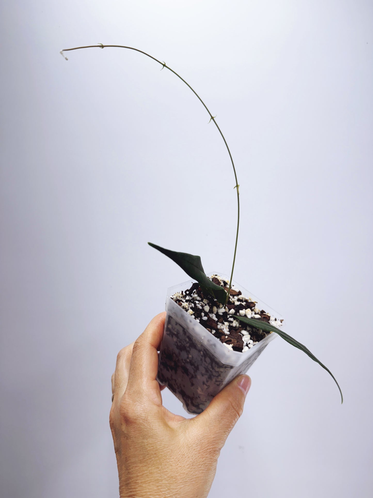 Hoya paradisea