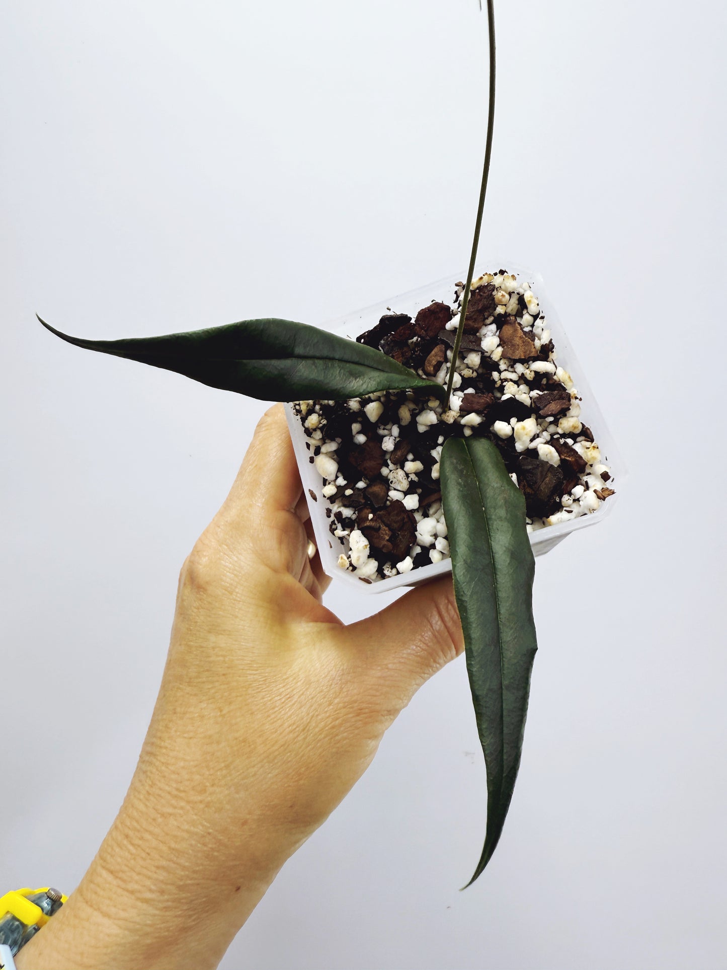 Hoya paradisea