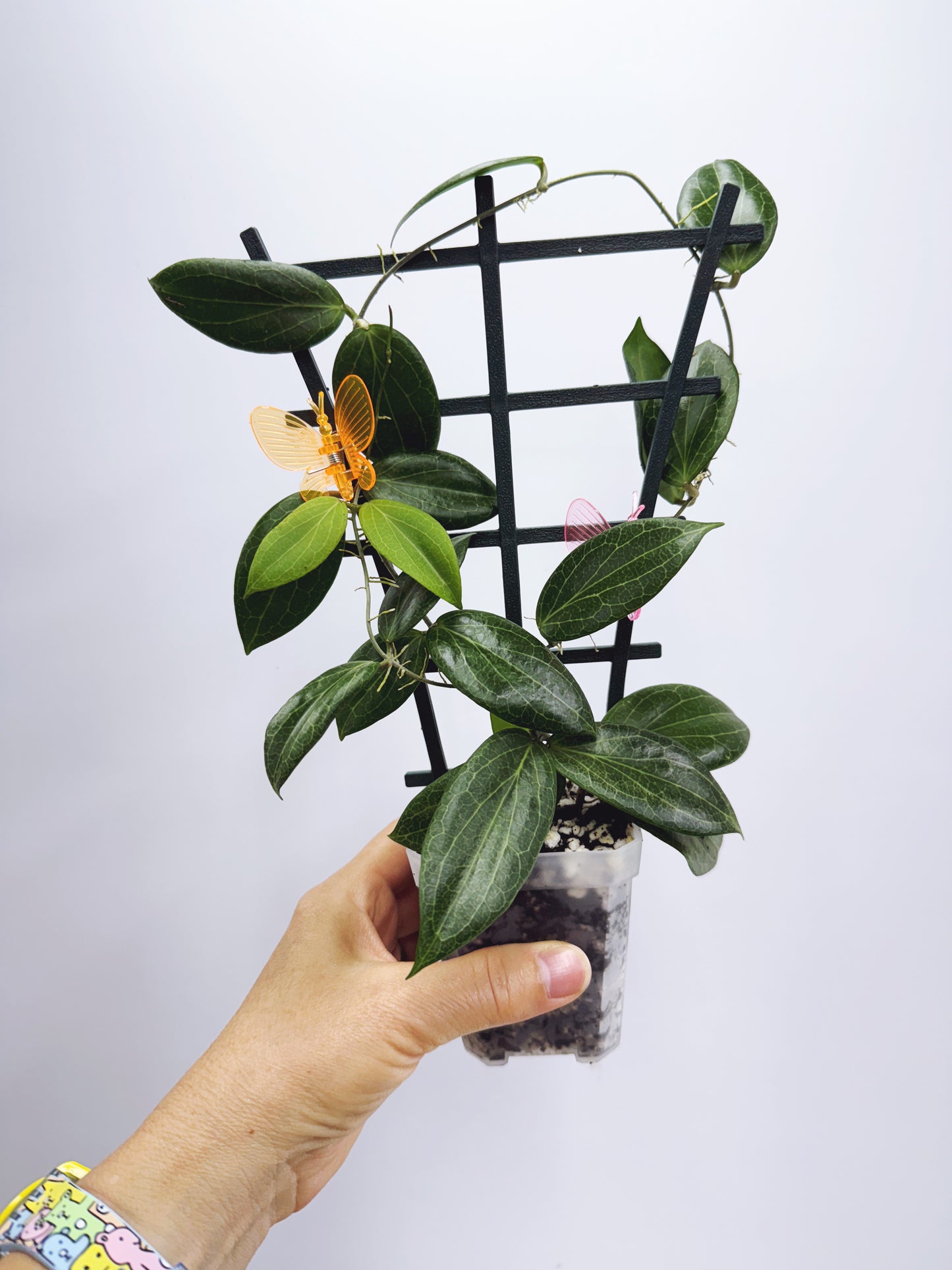 Hoya fitchii