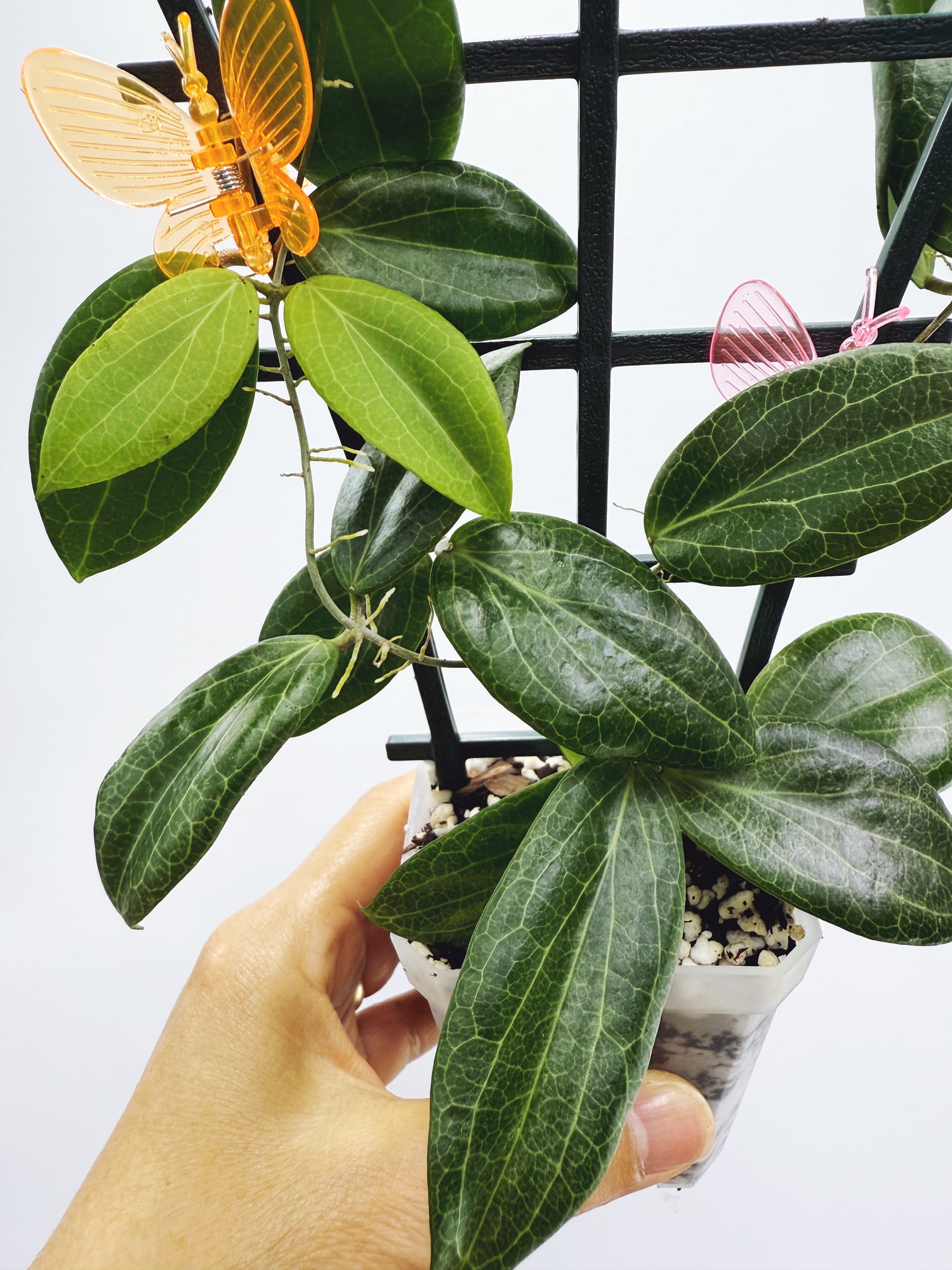 Current Plants