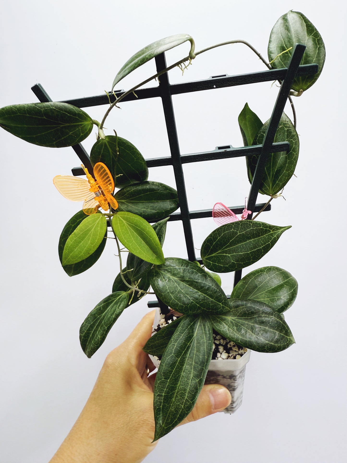 Hoya fitchii