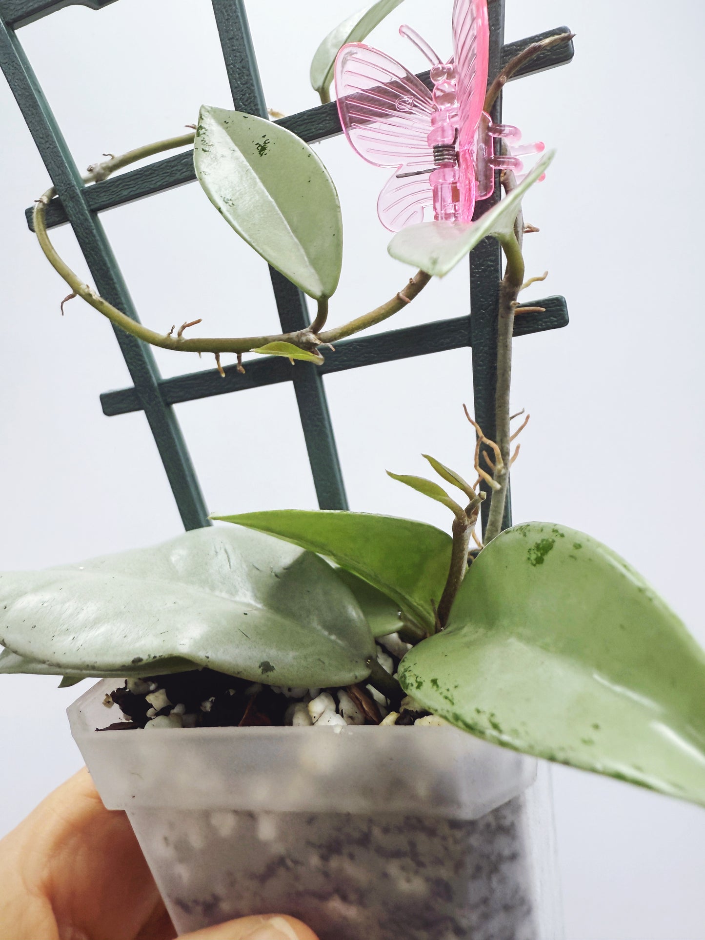 Hoya wilbur graves silver