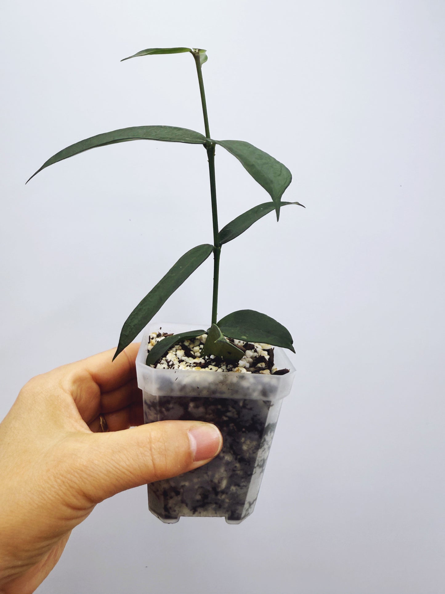 Hoya pandurata