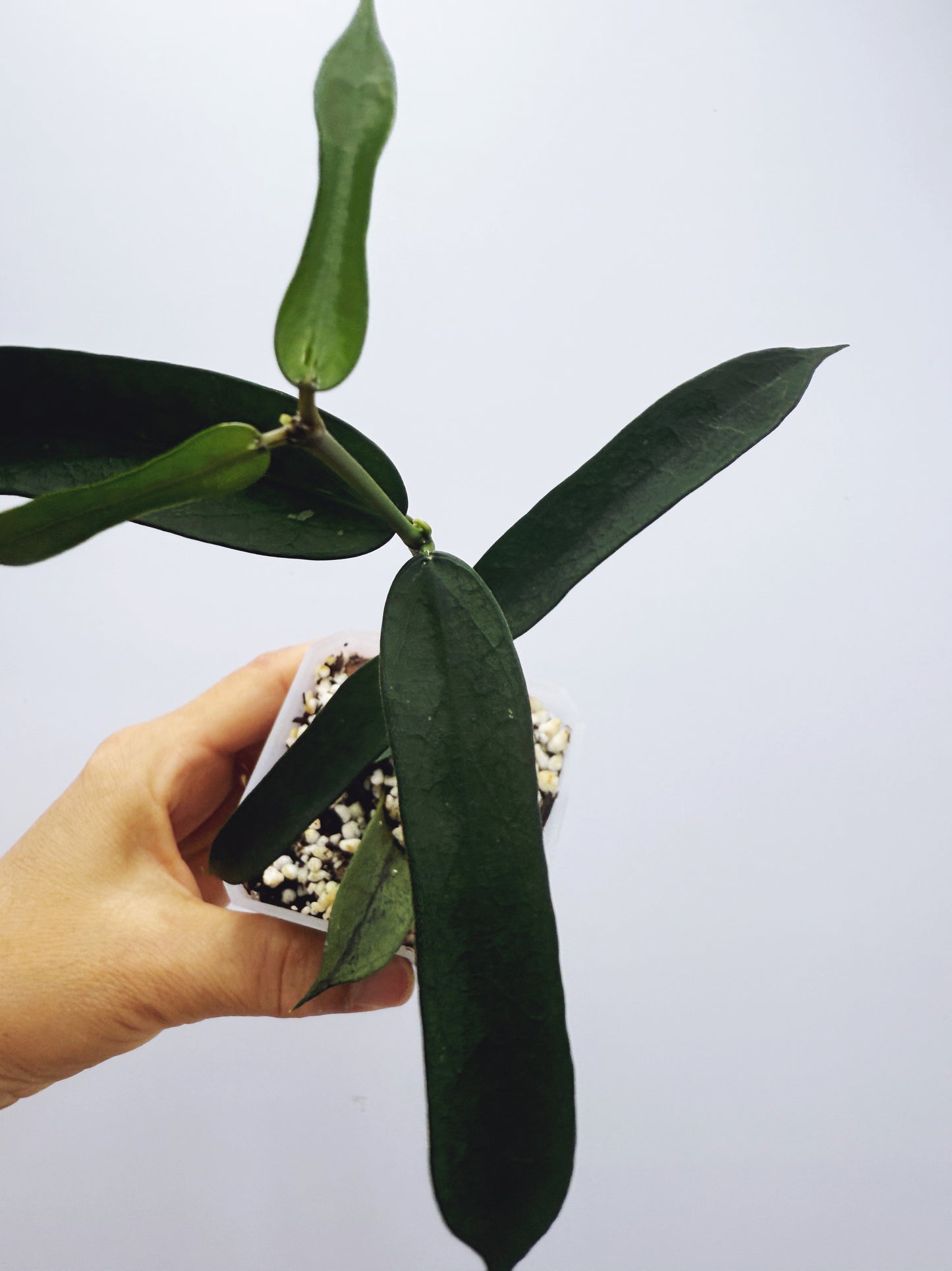 Hoya pandurata