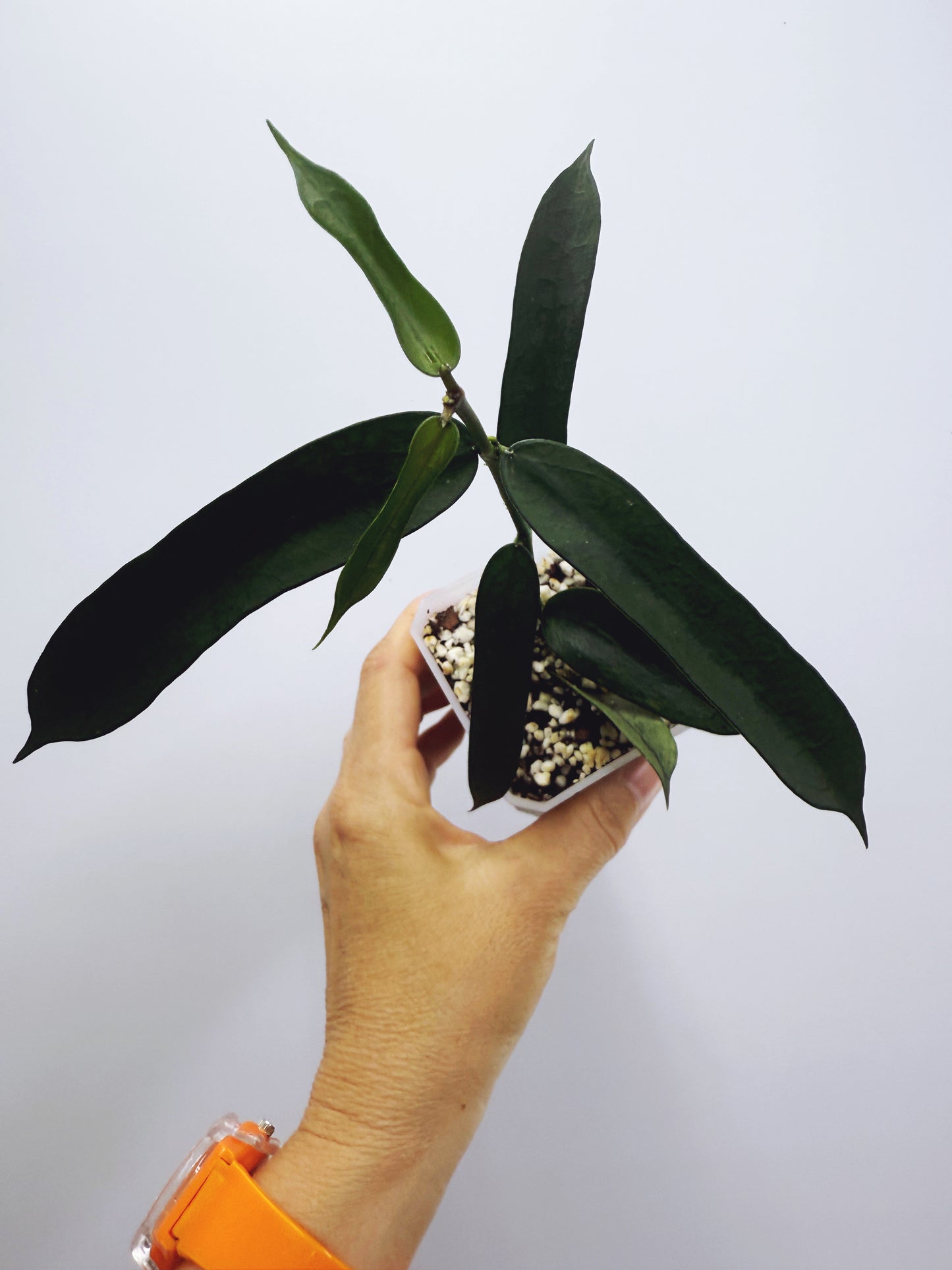Hoya pandurata