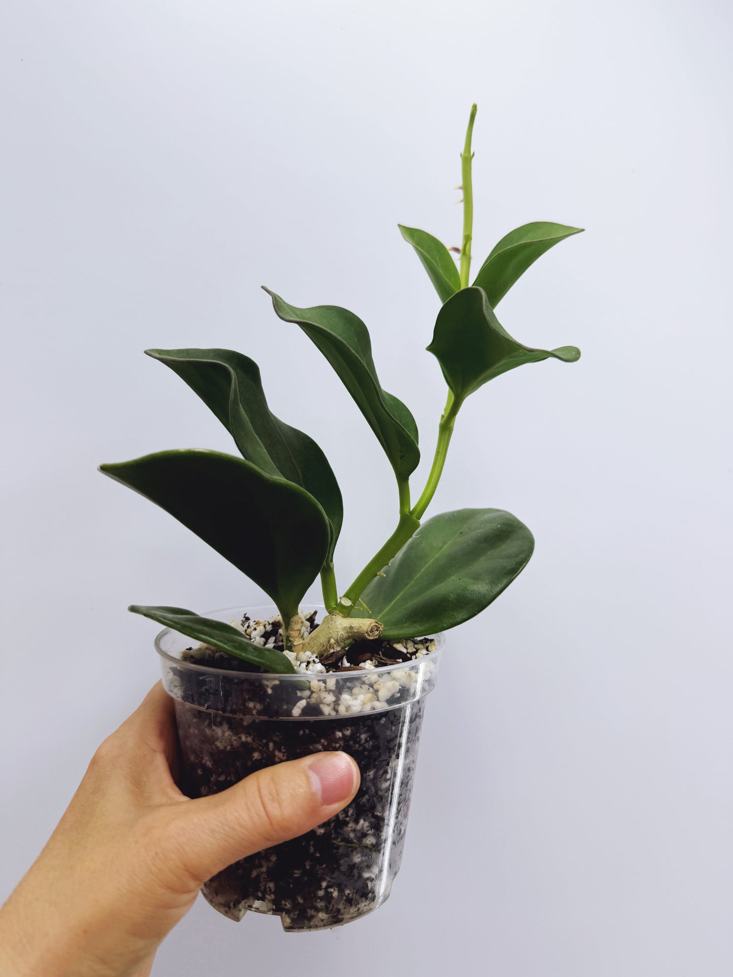 Hoya pachyclada