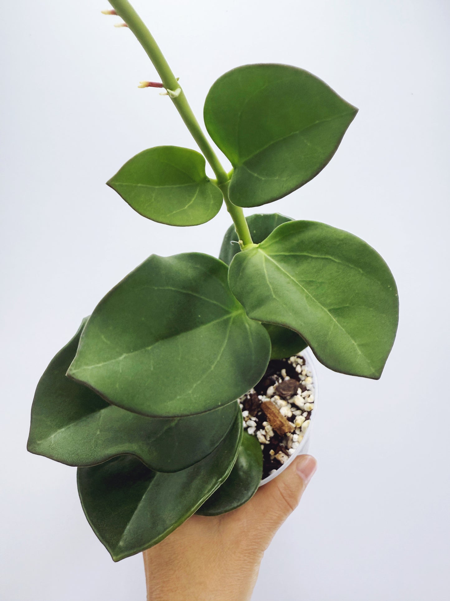 Hoya pachyclada