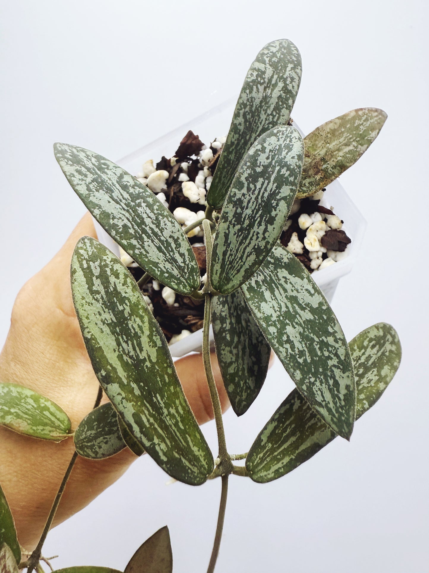 Hoya sigillatis