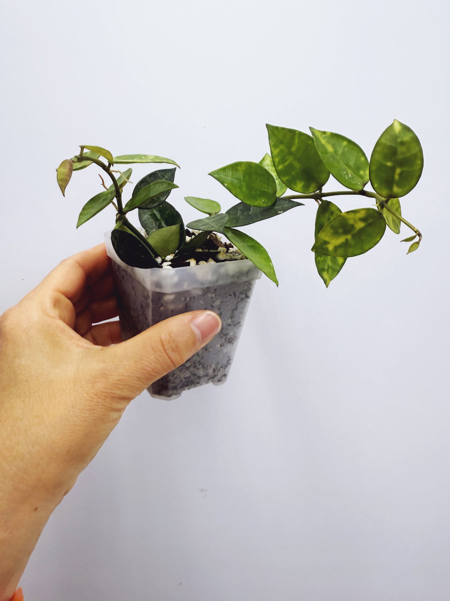Hoya lacunosa amarillo