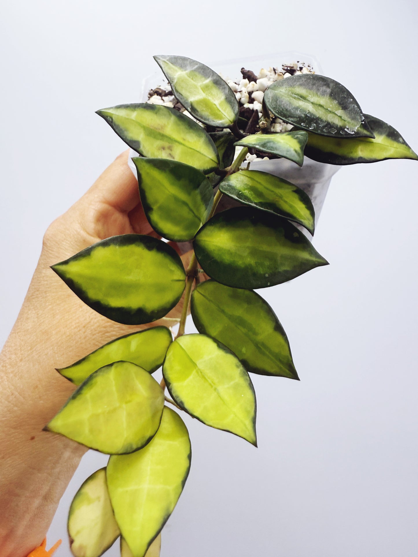 Hoya lacunosa queen midori