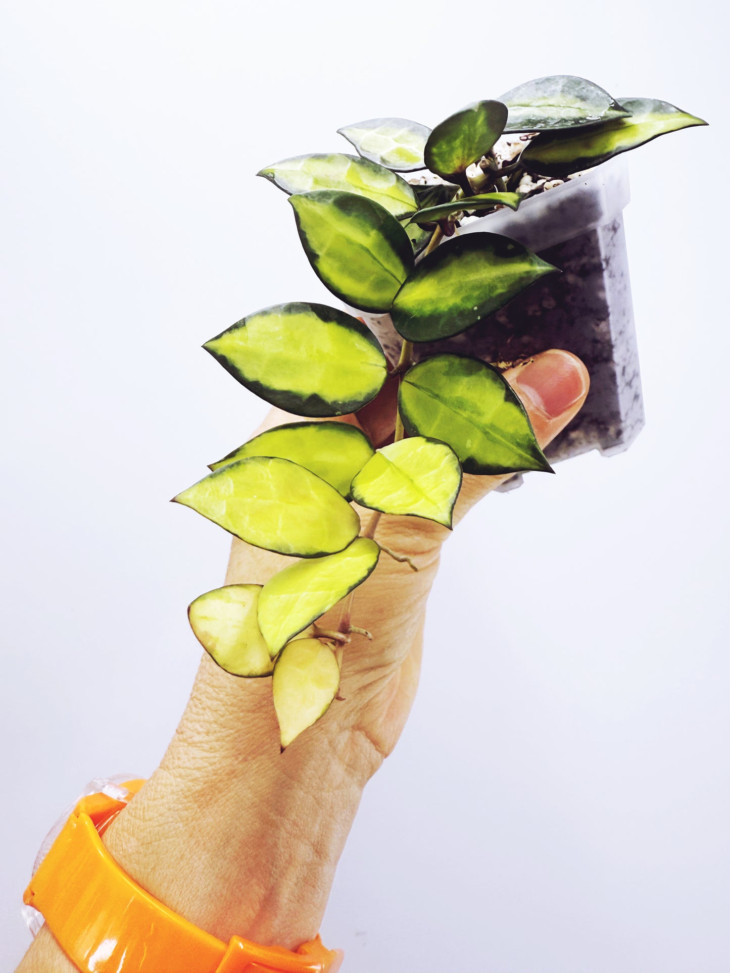 Hoya lacunosa queen midori