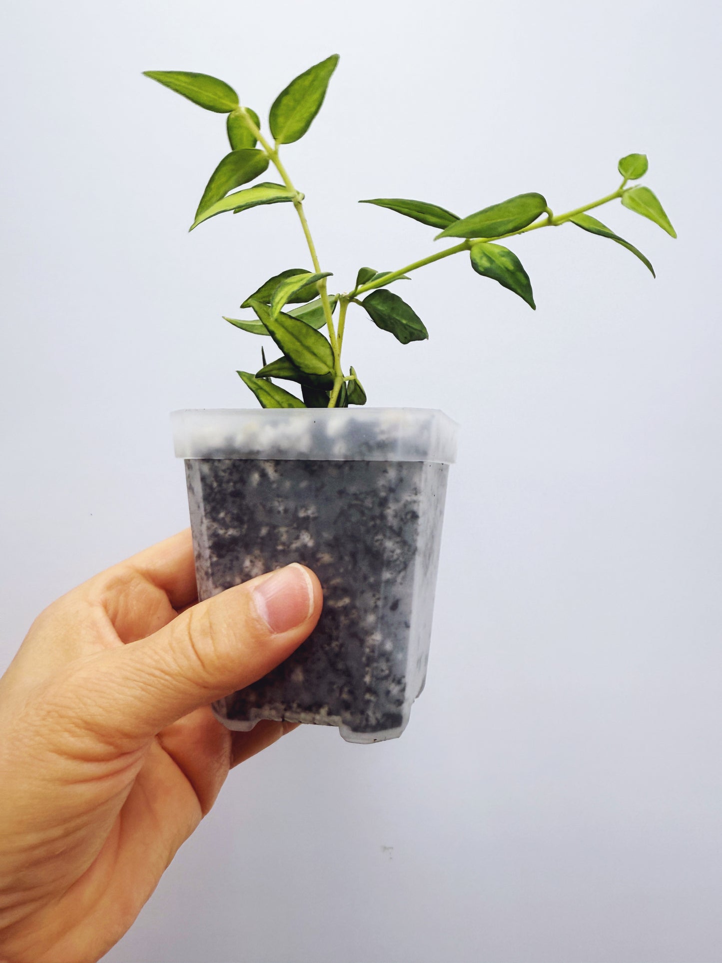 Hoya bella luis bois variegated