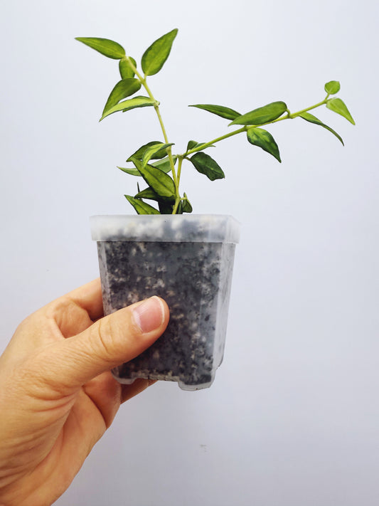 Hoya bella luis bois variegated