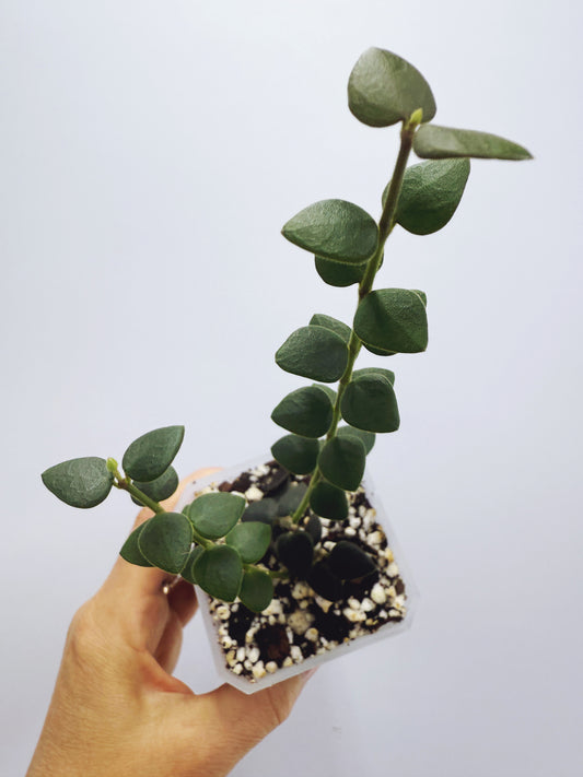 Hoya chinghungensis