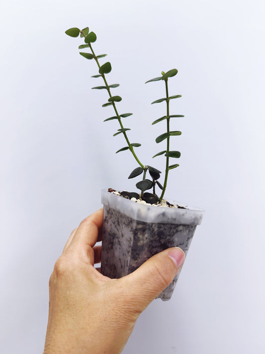 Hoya chinghungensis