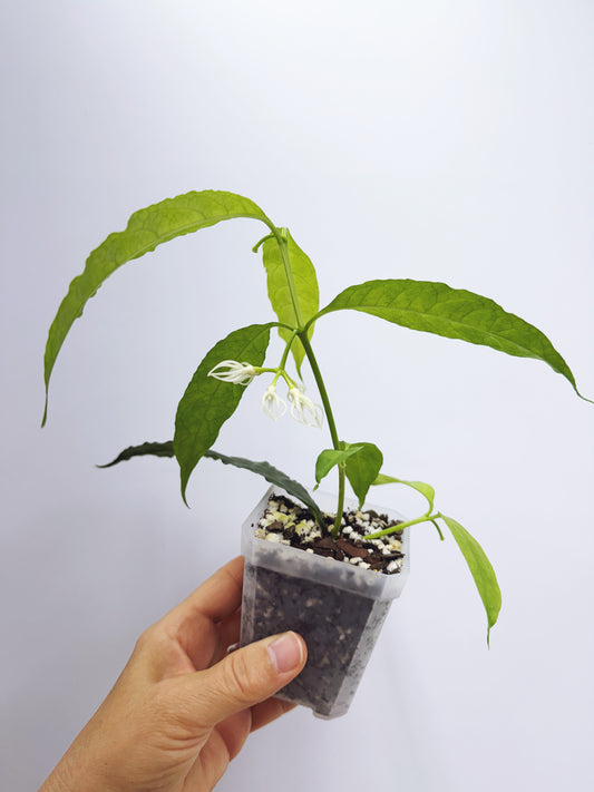 Hoya decipulae
