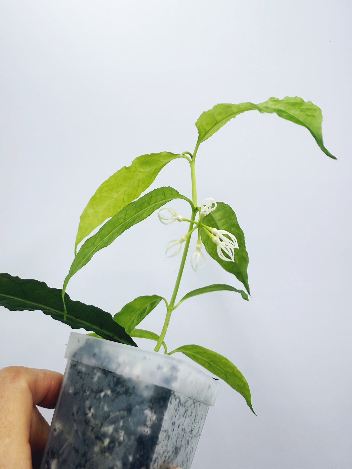 Hoya decipulae