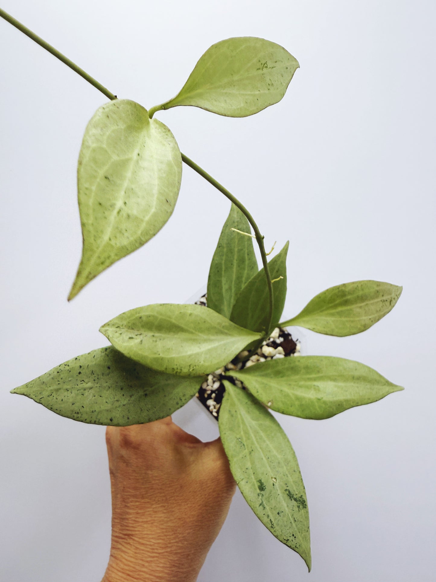 Hoya new guinea ghost