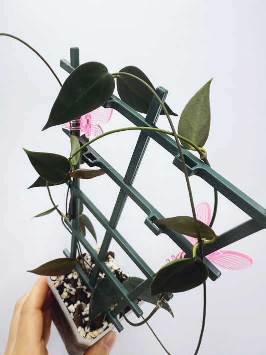 Hoya carrii NS13-064